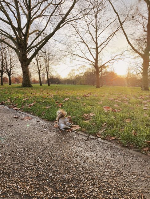 A small, fluffy dog with light brown and white fur is sitting on the edge of a paved pathway in a park during late afternoon. The dog appears to be a Chihuahua or similar breed, with a curled tail and ears alert. The pathway is textured with small pebbles and is bordered by a grassy area that is scattered with fallen autumn leaves in shades of brown and orange. In the background, there are tall, leafless trees with bare branches stretching across the sky, which is illuminated by the setting sun, casting a warm, golden glow over the scene. The park environment looks peaceful and open, with a mix of grass and natural foliage, and is likely a setting for casual walking or outdoor relaxation. The scene emphasizes natural elements and quiet outdoor activities, aligning with themes of outdoor waste clearance or local park maintenance, subtly reflecting the context of rubbish removal or outdoor area management by Waste Clearance Bayswater.